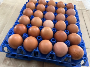 Eggs -Tray